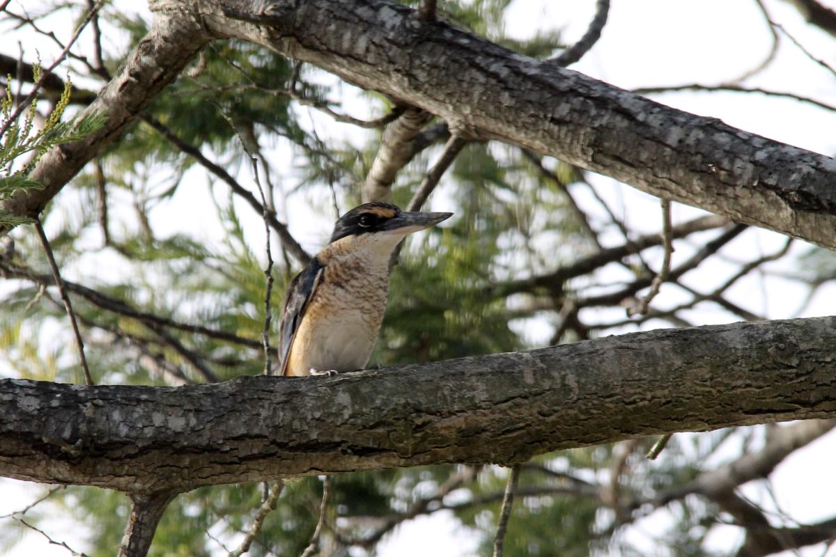 Sacred Kingfisher (Todiramphus sanctus)